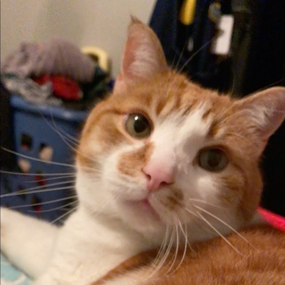 Meet your Posher, Abby - Picture 1 of 1